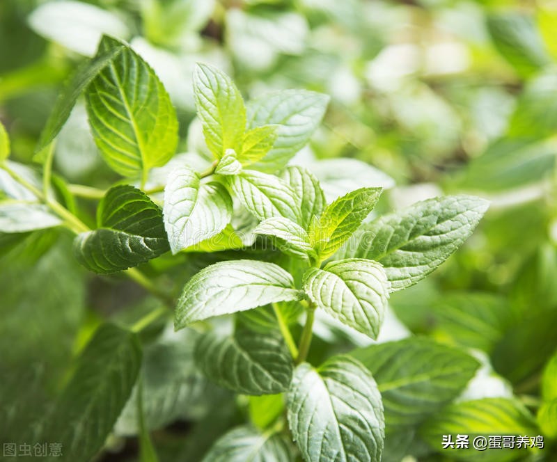 家禽防中暑最好的方法,家禽中暑方法