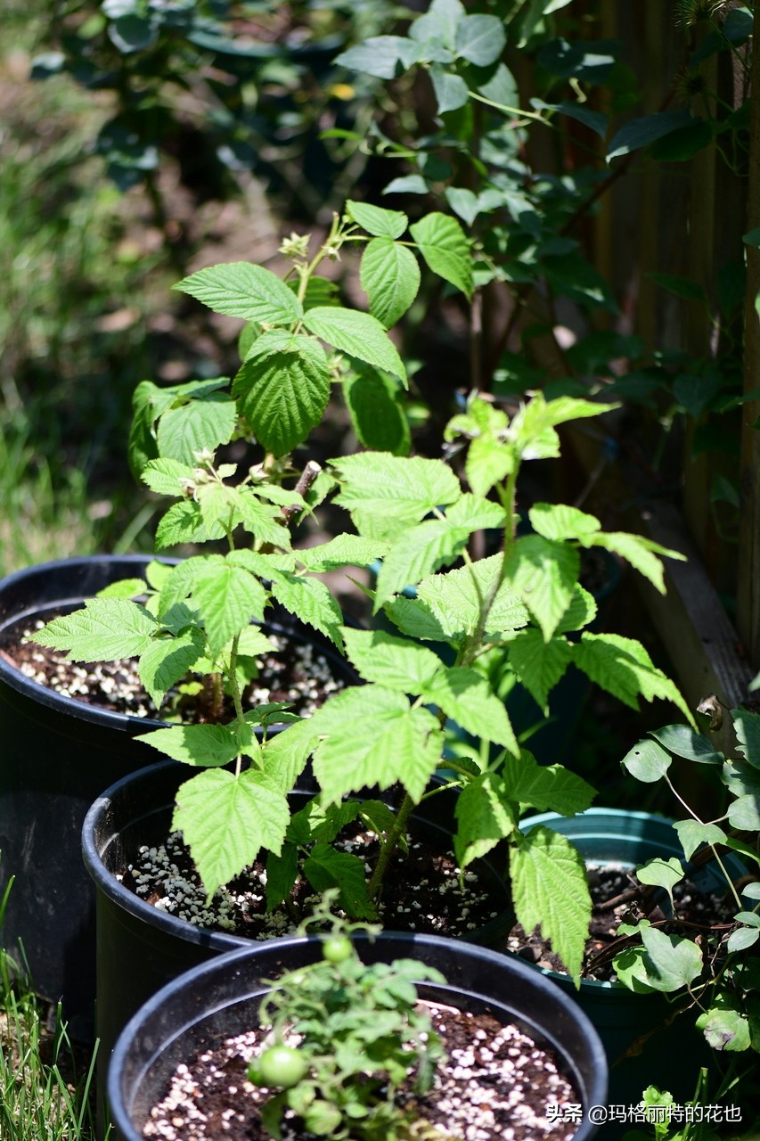 树莓在庭院怎么种植,树莓可在院子里种吗