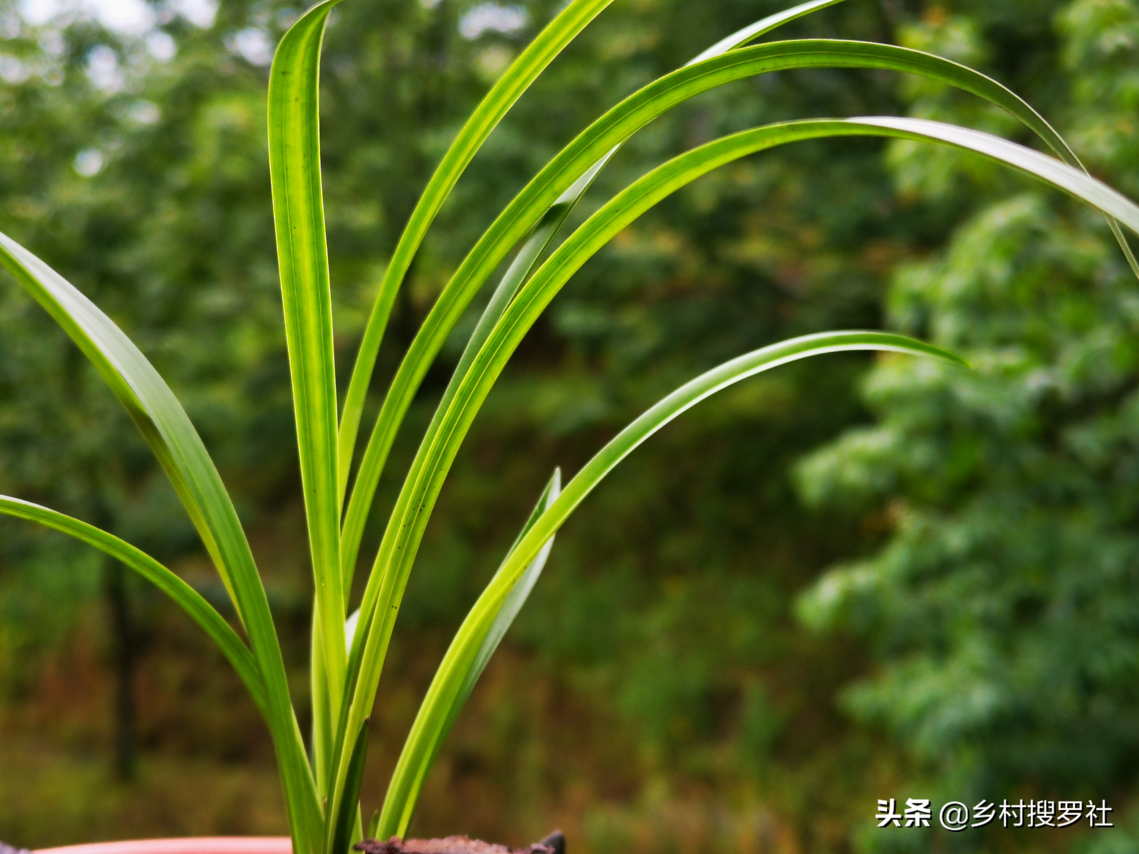 兰花上盆后怎样判断它服盆成活了,冬季新买的兰花怎么处理才能上盆