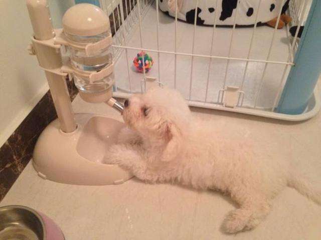 比熊犬的泪痕如何快速去除,比熊犬泪痕去掉小妙招