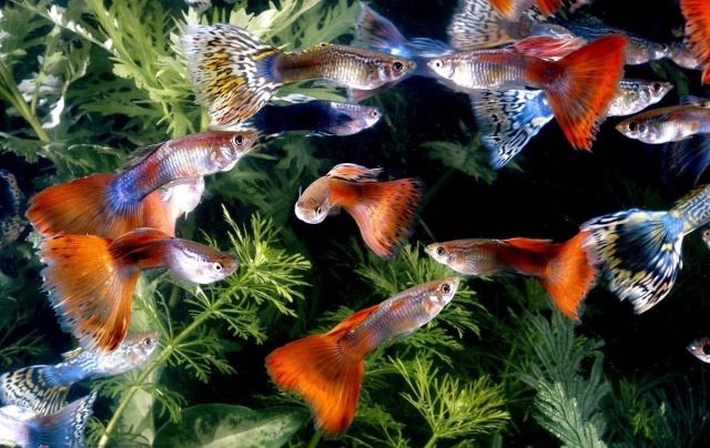 热带鱼金鱼哪个好养殖,热带鱼哪些品种适合金鱼养