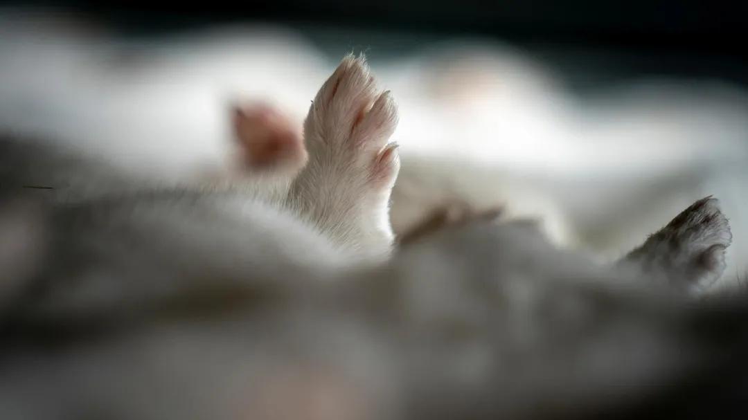 丹麦扑杀水貂对养貂界有何影响,丹麦为什么禁养水貂