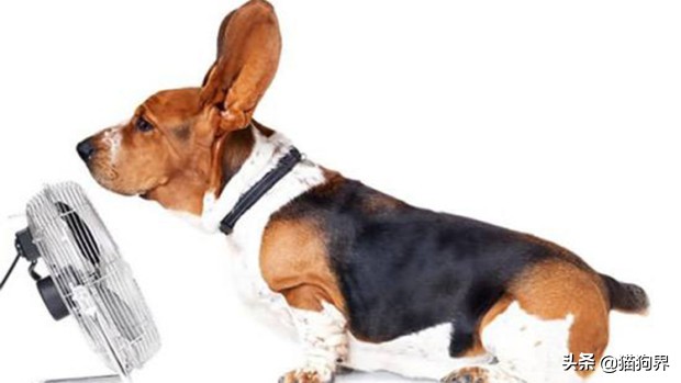 狗狗中暑严重去医院大概多少钱,狗狗中暑后又吐又拉血怎样治疗