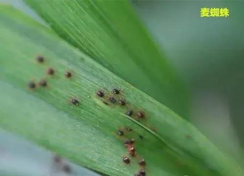 小麦缺肥发黄怎么办,小麦根发黄是什么病