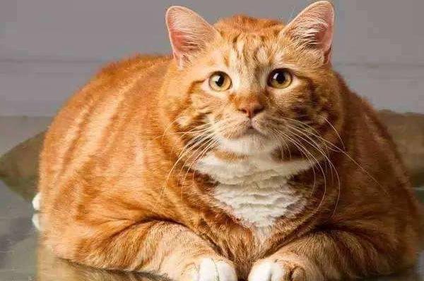 这几种猫咪千万要带回家,这五种猫咪越长越好看