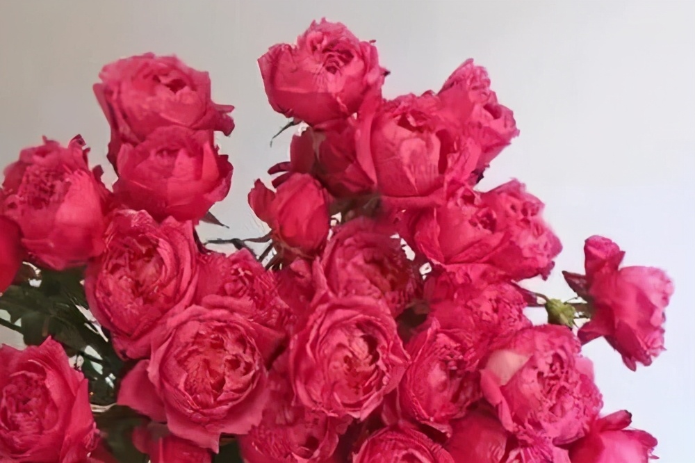 值得入手的玫瑰花,最受欢迎的玫瑰花品种排行