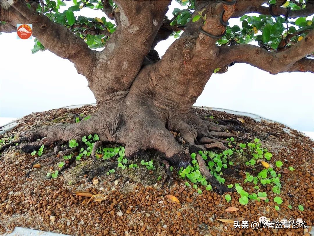 杂木盆景也毫不逊色,杂木盆景值钱吗
