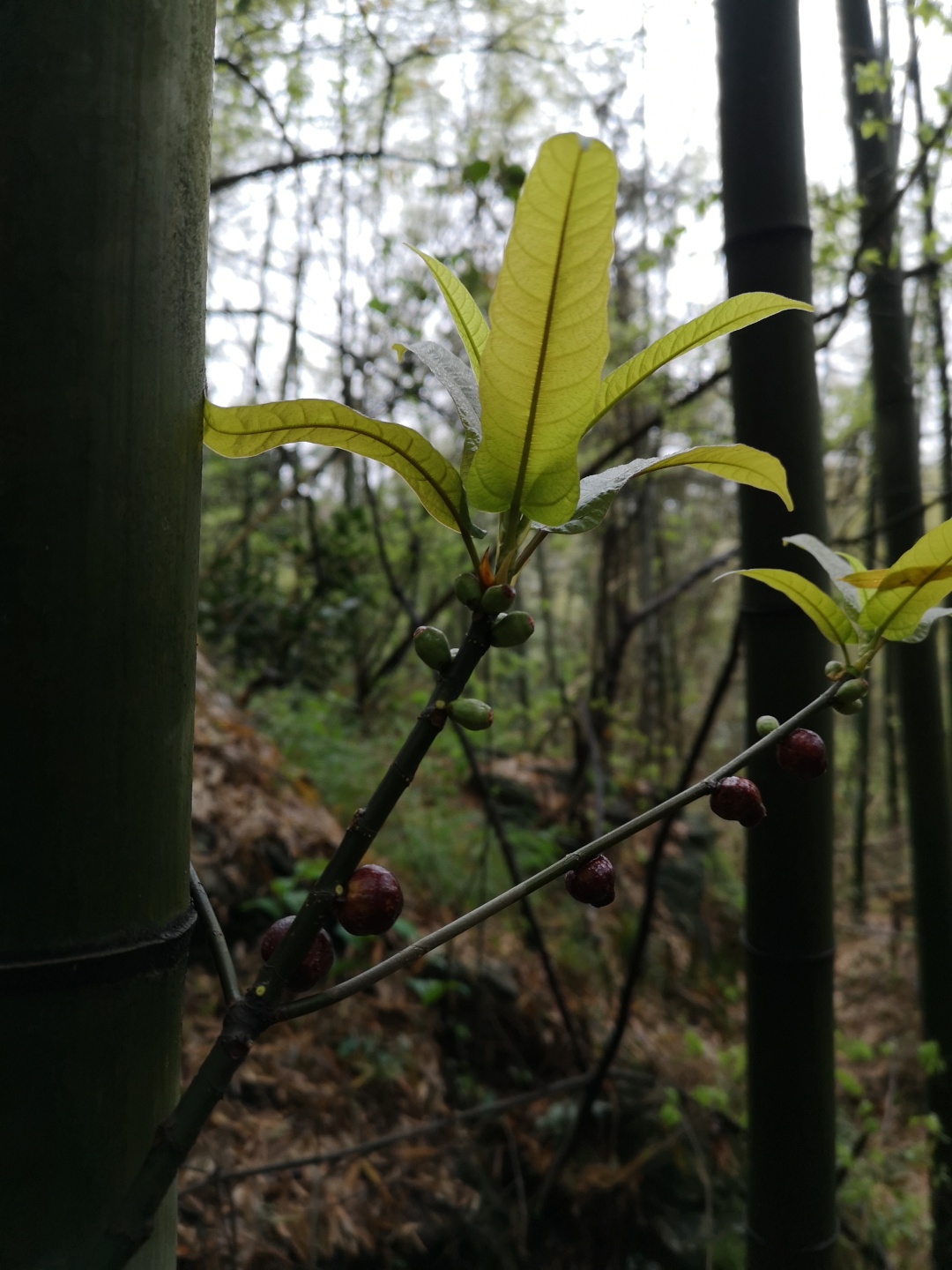 竹林深处探宝——只为了那一棵黄精