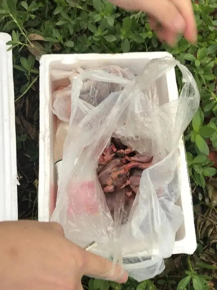 宝宝长痱子吃蛇肉有用吗,小孩长痱子吃蛇有用吗