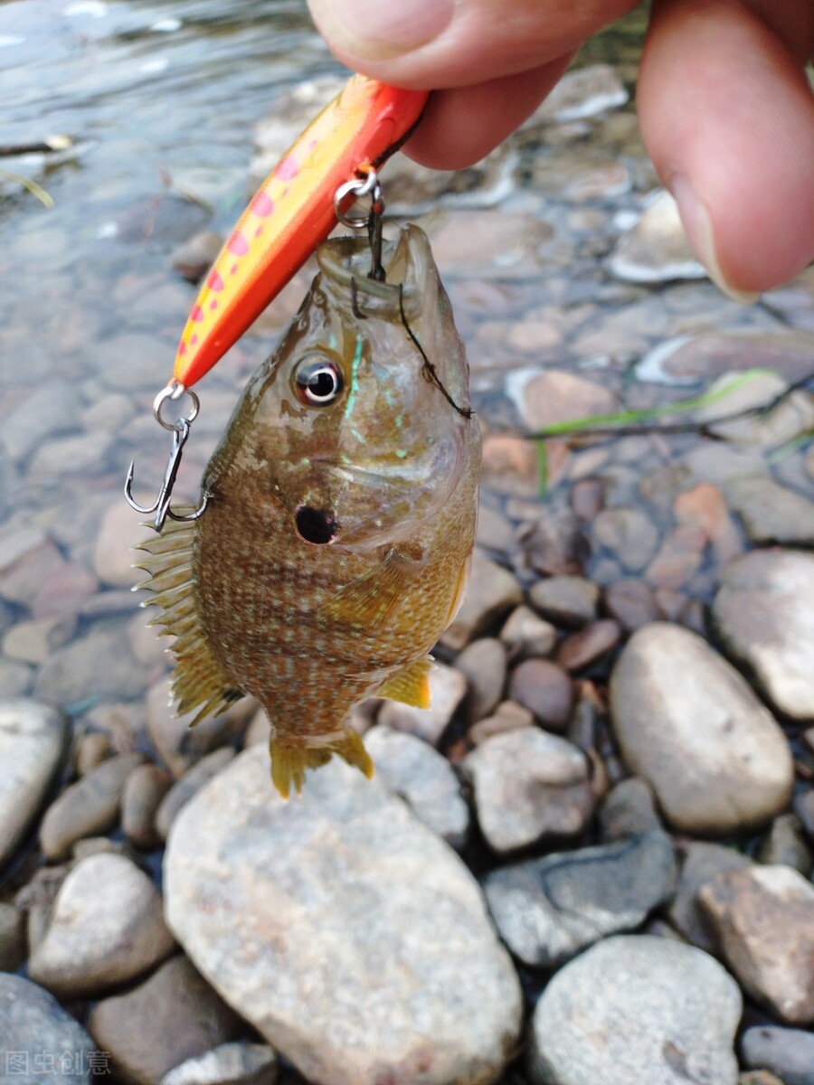 新手路亚钓鱼入门应该钓什么鱼,钓路亚新手必须知道的知识