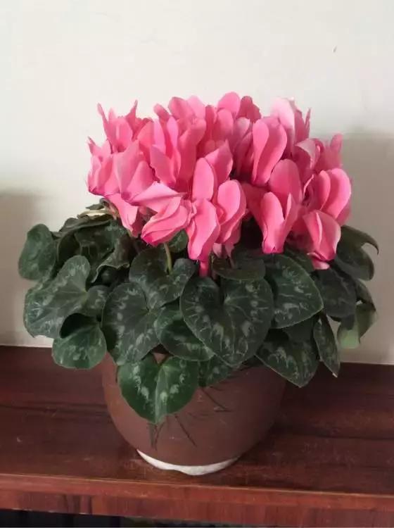 吊兰和绿萝哪个吸甲醛好养,绿萝和吊兰能清除甲醛吗