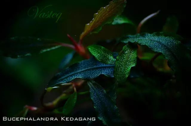 卡佩特k5辣椒榕为什么这么贵,辣椒榕k5为什么贵