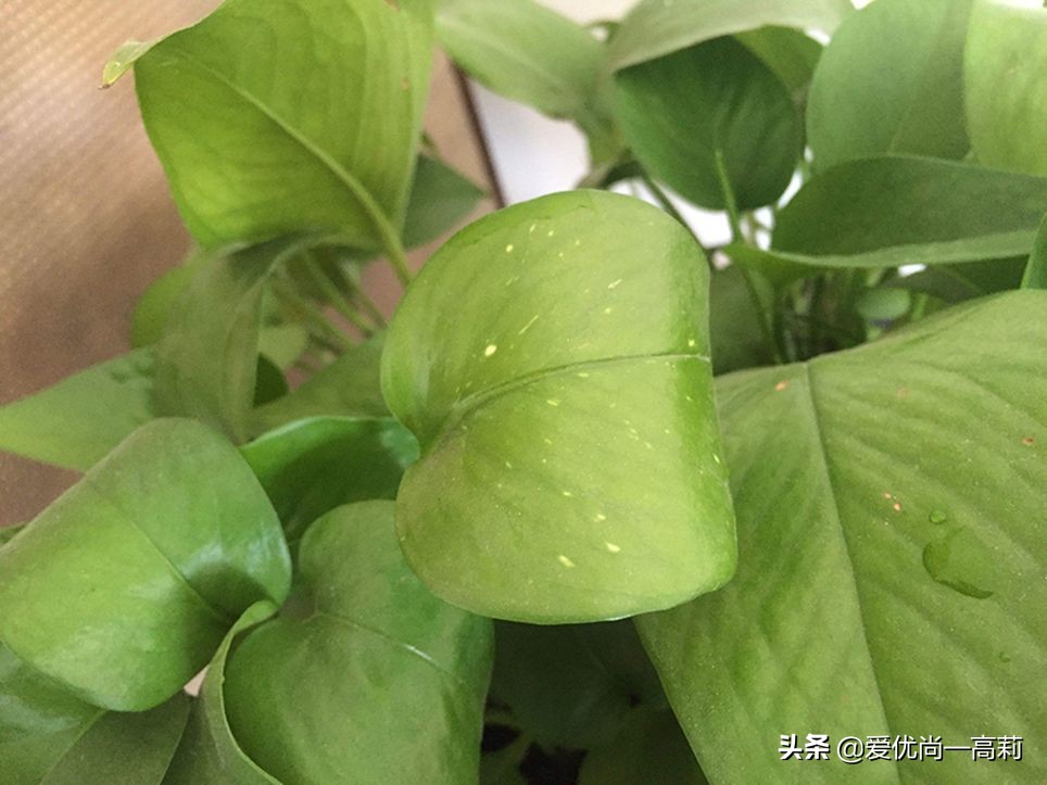 懒人必备小房间,懒人必备小宠物