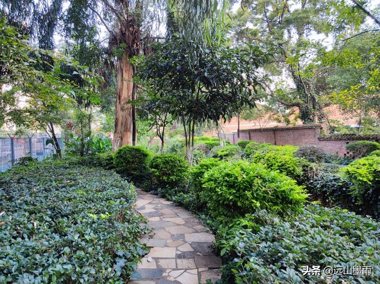 绿树成荫林荫小道,绿树成荫的小路视频