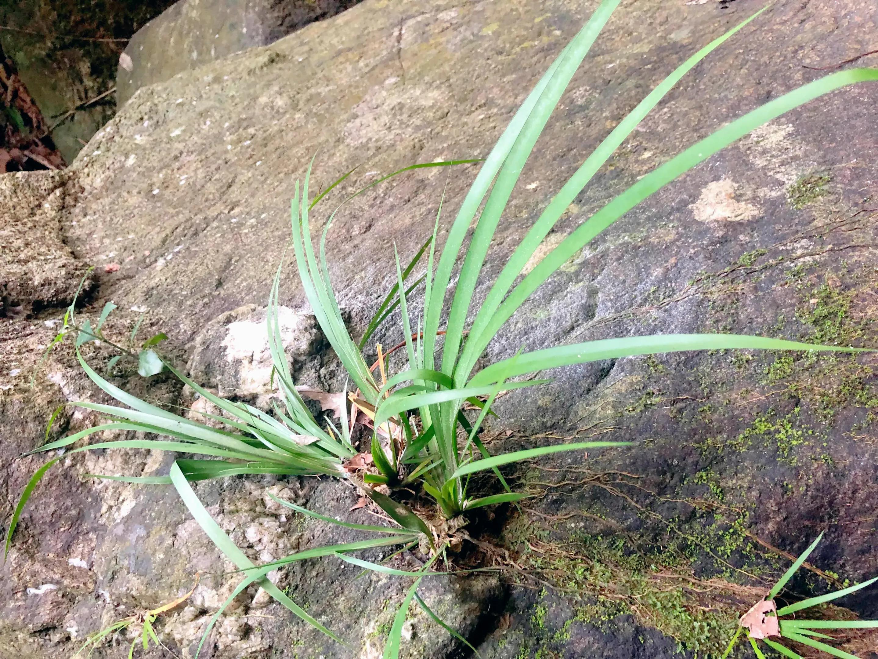 娣卞北鑰佹灄閲庤彍妞嶇墿,鍘诲璁垮北闂寸殑閲庣敓鏈崏妞嶇墿