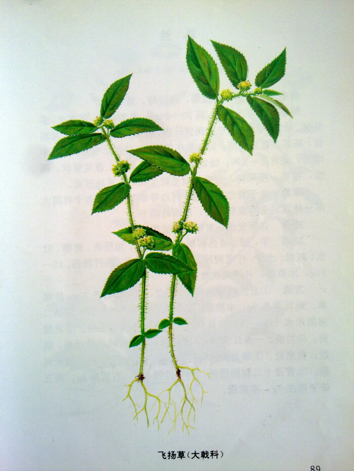 飞扬草的种类,飞扬草也叫什么名字