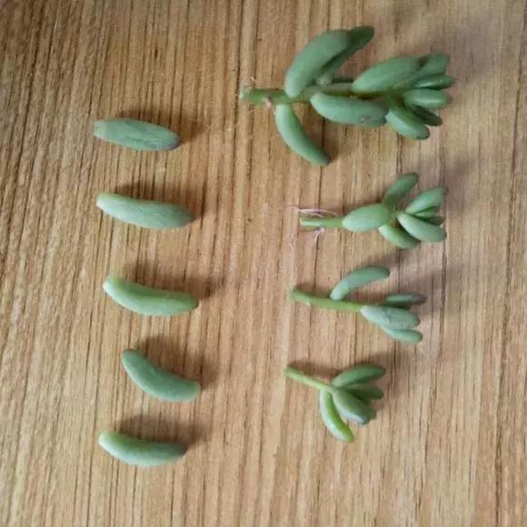 多肉根腐黑没有多菌灵怎么救,养多肉很容易死