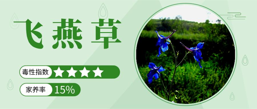 家里能养的名贵花卉排行榜,有毒性的花卉需合理养