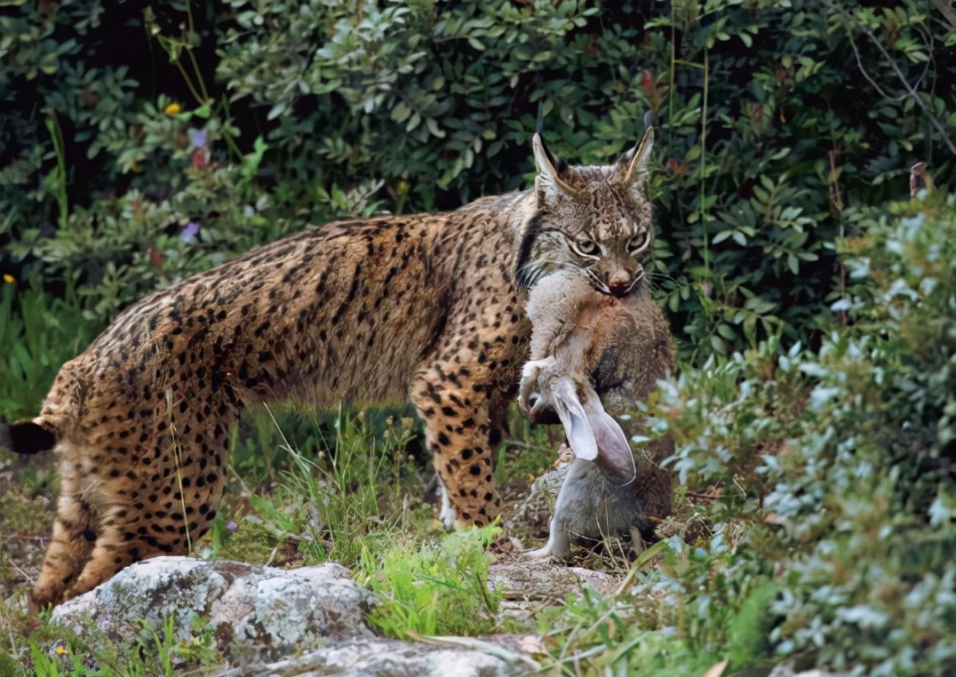 澳大利亚的野兔为什么会泛滥成灾,澳洲人怎么吃野兔的