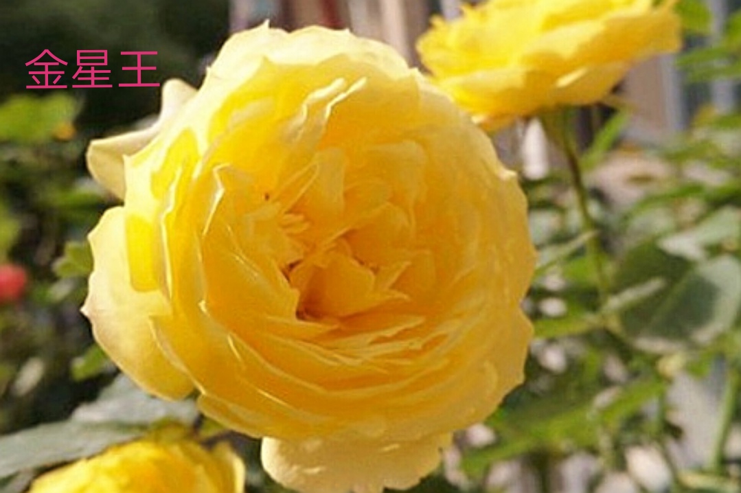 阳台系列月季品种大全,微型月季藤本月季