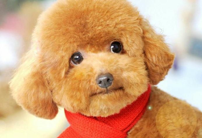 幼犬泰迪一顿吃多少,泰迪幼犬一天吃几顿最合适