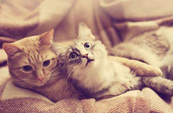 母猫发情用棉签戳，结果棉花掉进去了……