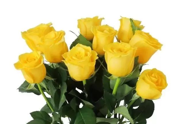 一万年一次的2020520；一起认识100种玫瑰~别送错啊