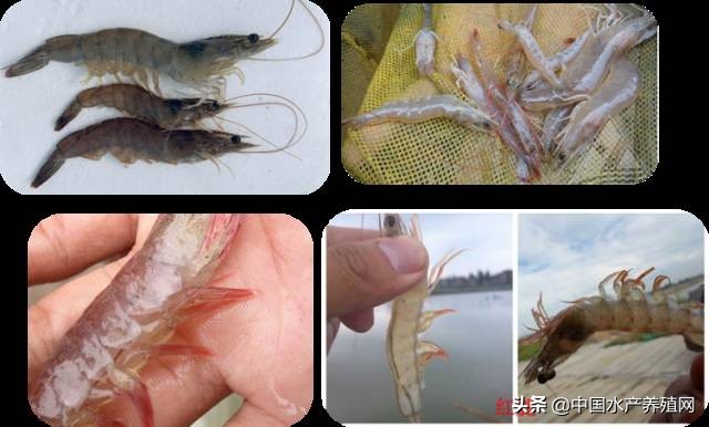 鱼病快速诊断与防病技术,鱼虾蟹病防治方法