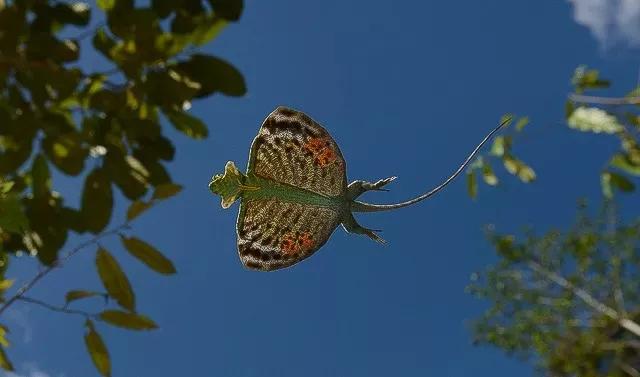 cos蜘蛛侠的姿势可爱,cos蜘蛛侠动画