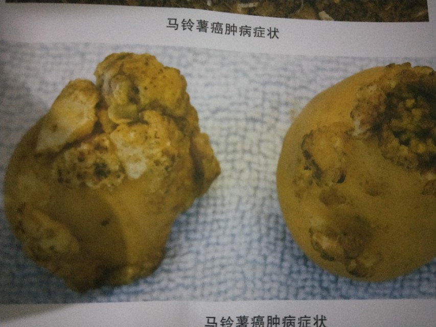 马铃薯腐坏病,马铃薯茎腐病怎么治疗