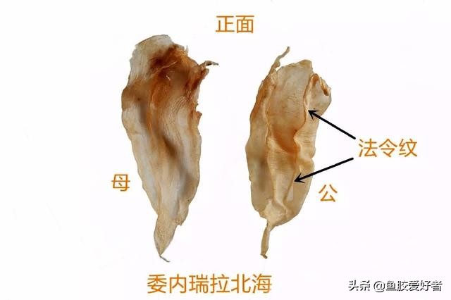 花胶和花胶的区别图片,假花胶与真花胶有什么区别