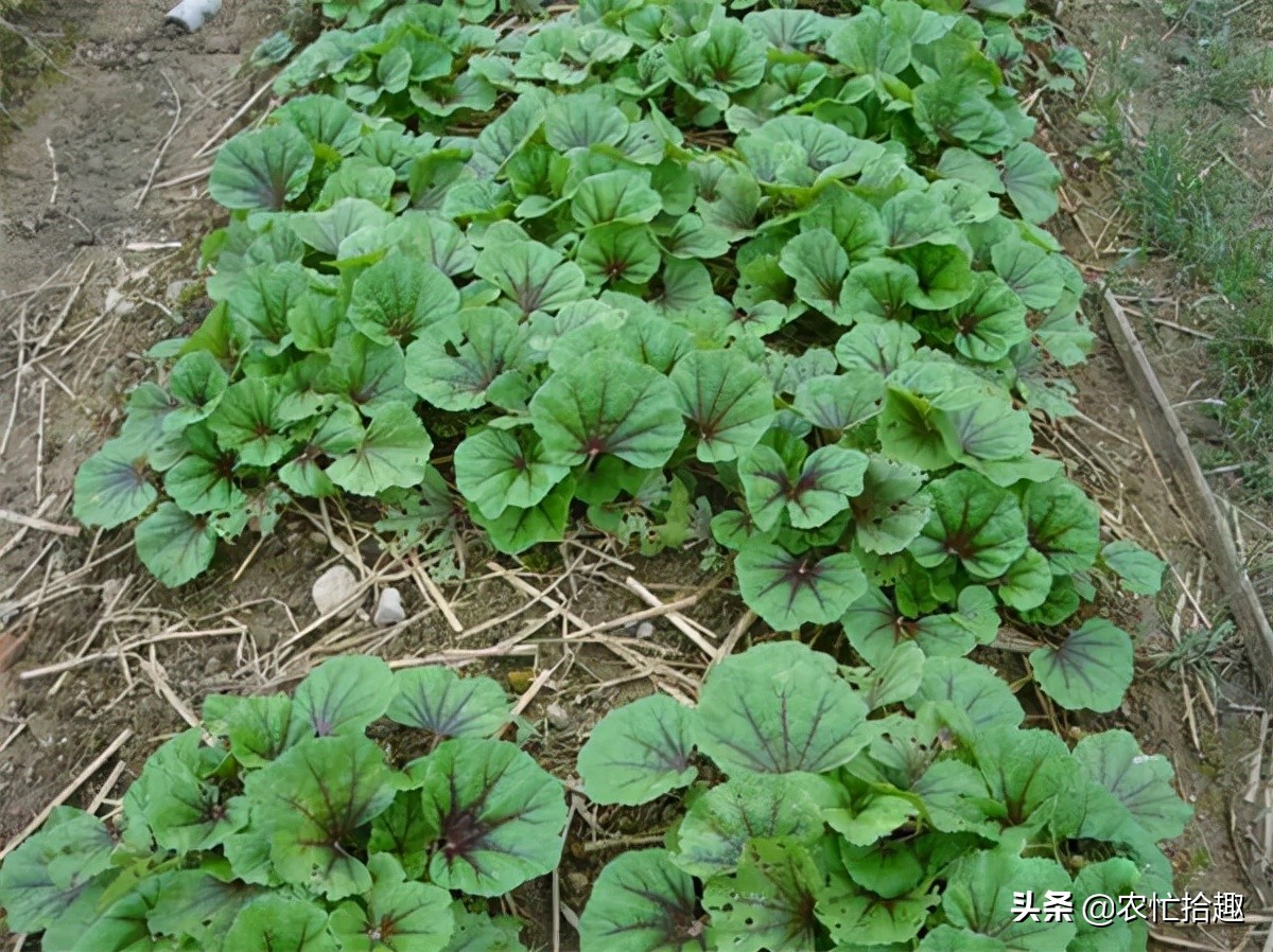 鸡蛋的含钙量,含钙量丰富且吸收率高的食物