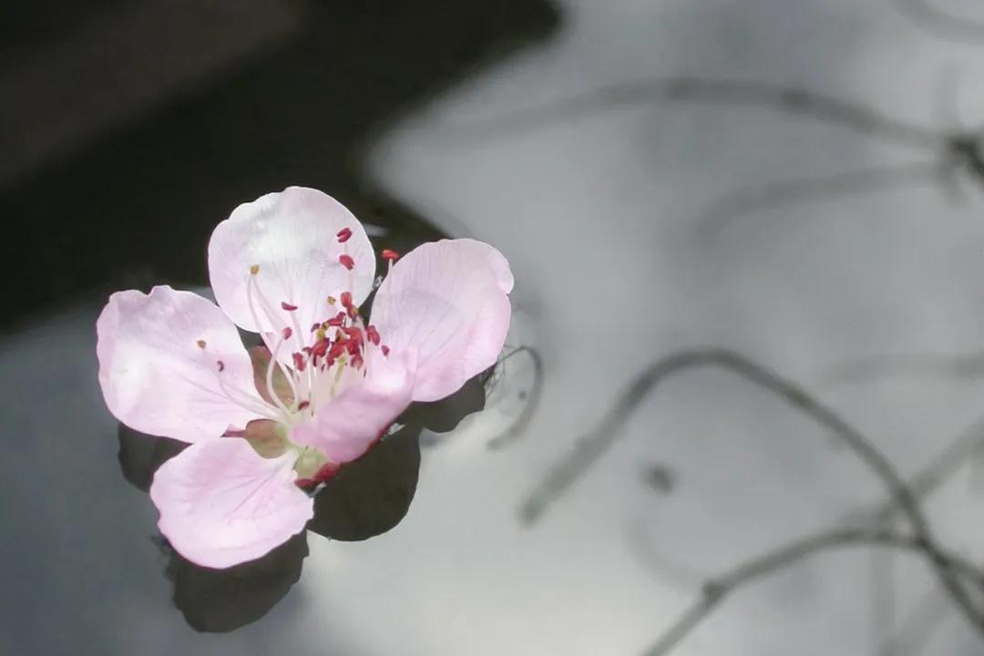 谷雨的知识俗语和传说,谷雨的来历和习俗幼儿园主题内容