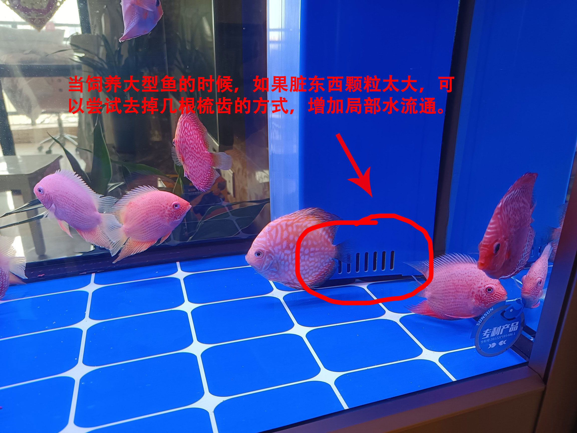 底滤鱼缸里鱼粪排不出去,底滤鱼缸鱼屎吸不走怎么办