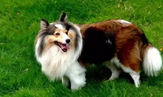 最忠诚又可爱的狗狗十大排名,狗狗忠诚十大排名