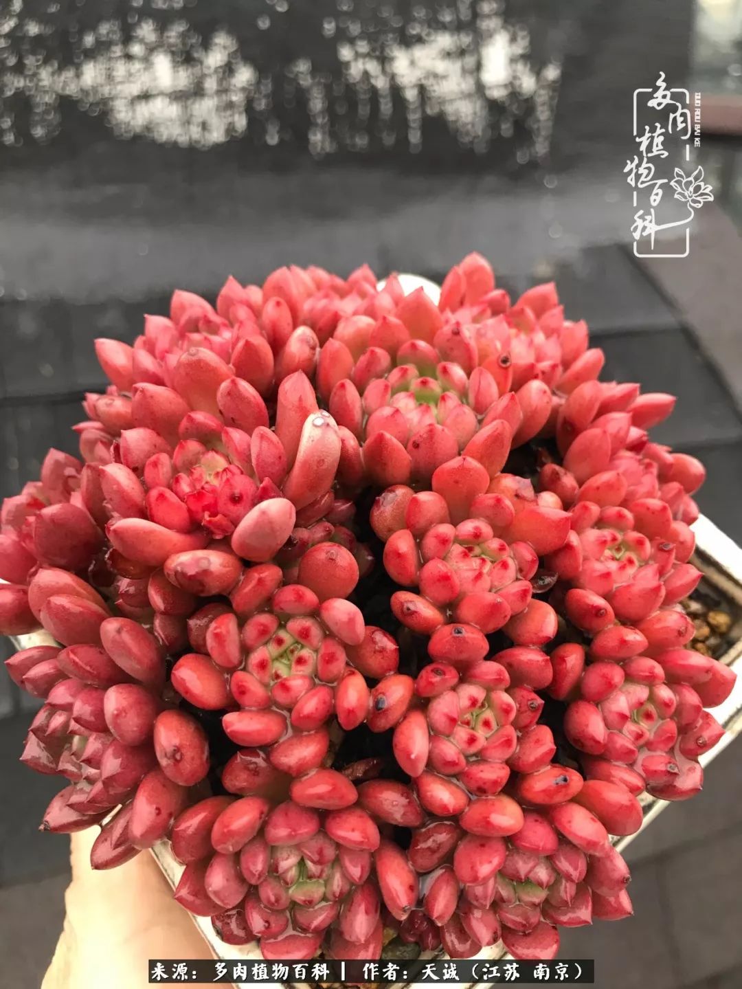 鍙拱瀵圭殑涓嶄拱璐电殑灏忔牱,鍙拱瀵圭殑涓嶄拱璐电殑鍥剧墖灞曠ず