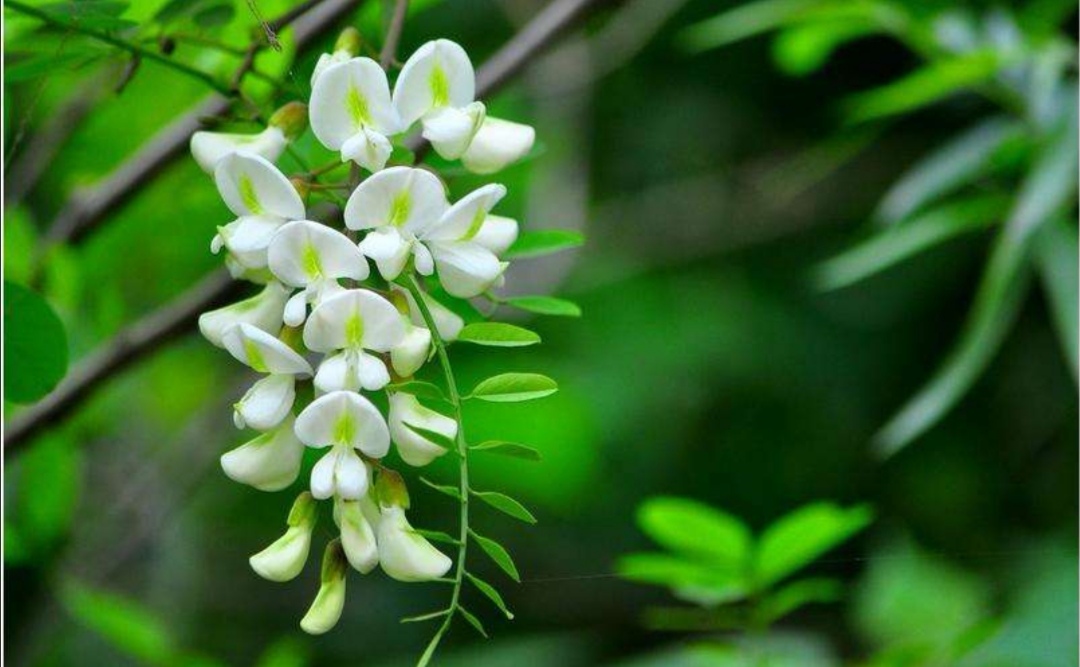 国花选哪种,国花的选定方式