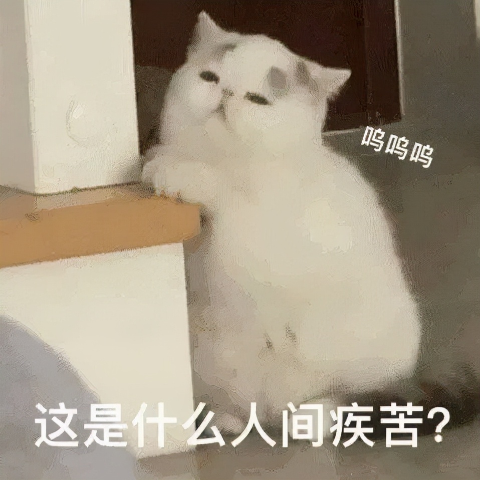上海猫贩子扔出几十只病重品种猫,上海后院猫舍丢弃50多只病猫
