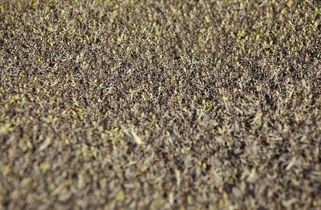 人为把蝗虫聚在一起会引发蝗灾吗,发生蝗灾蝗虫天敌去哪了