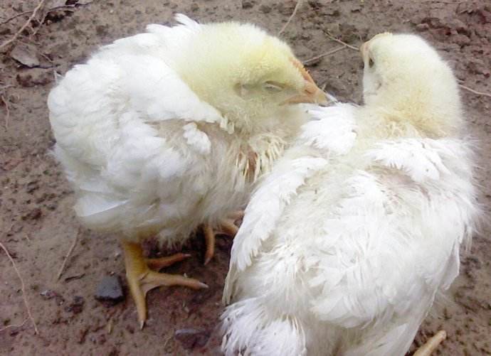 养鸡户请注意，关于鸡感冒，不要被中医所误导