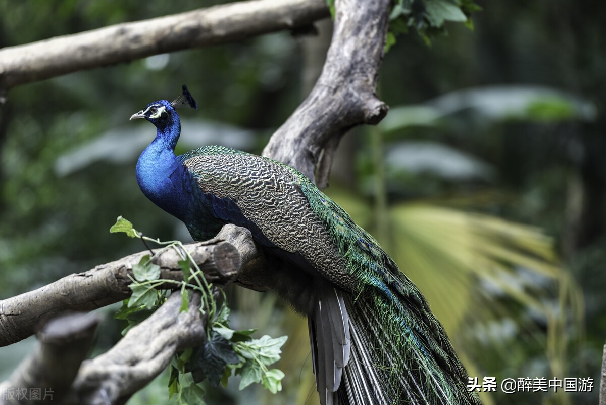 长隆野生动物园动物大巡游,长隆动物园动物视频