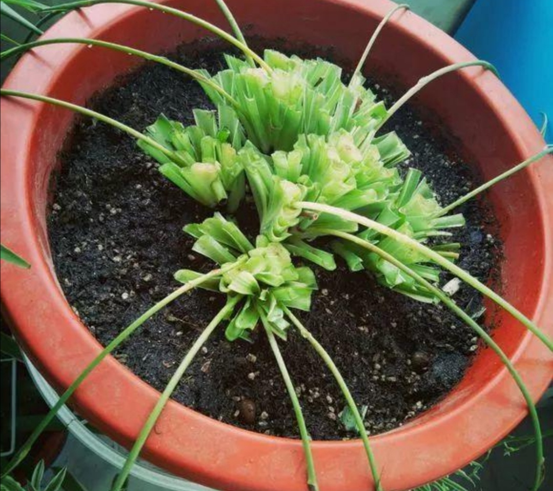 吊兰叶子发黄怎么补救最快,吊兰叶子发黄怎么办如何处理