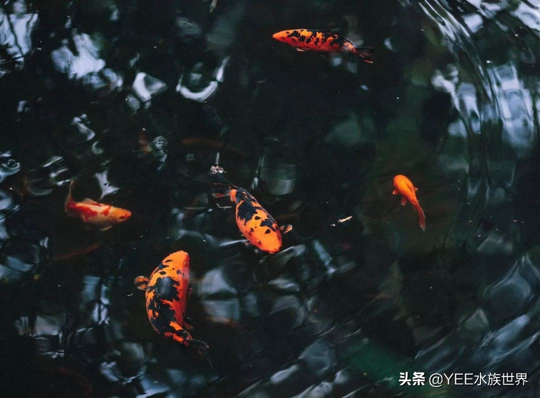 养鱼em菌的正确使用方法,在水产养殖中em菌是起什么效果