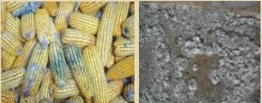 霉菌毒素危害及防治措施,霉菌毒素的危害与解决措施