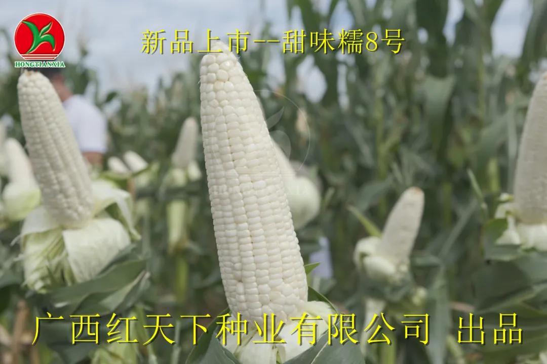 超香甜糯玉米图片,很好吃很糯的玉米