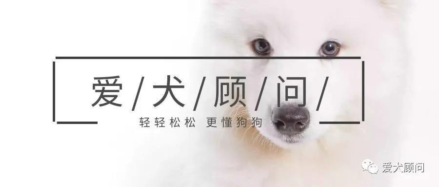 和狗狗玩拔河游戏狗狗总是咬手,狗狗玩的时候喜欢咬手怎么办