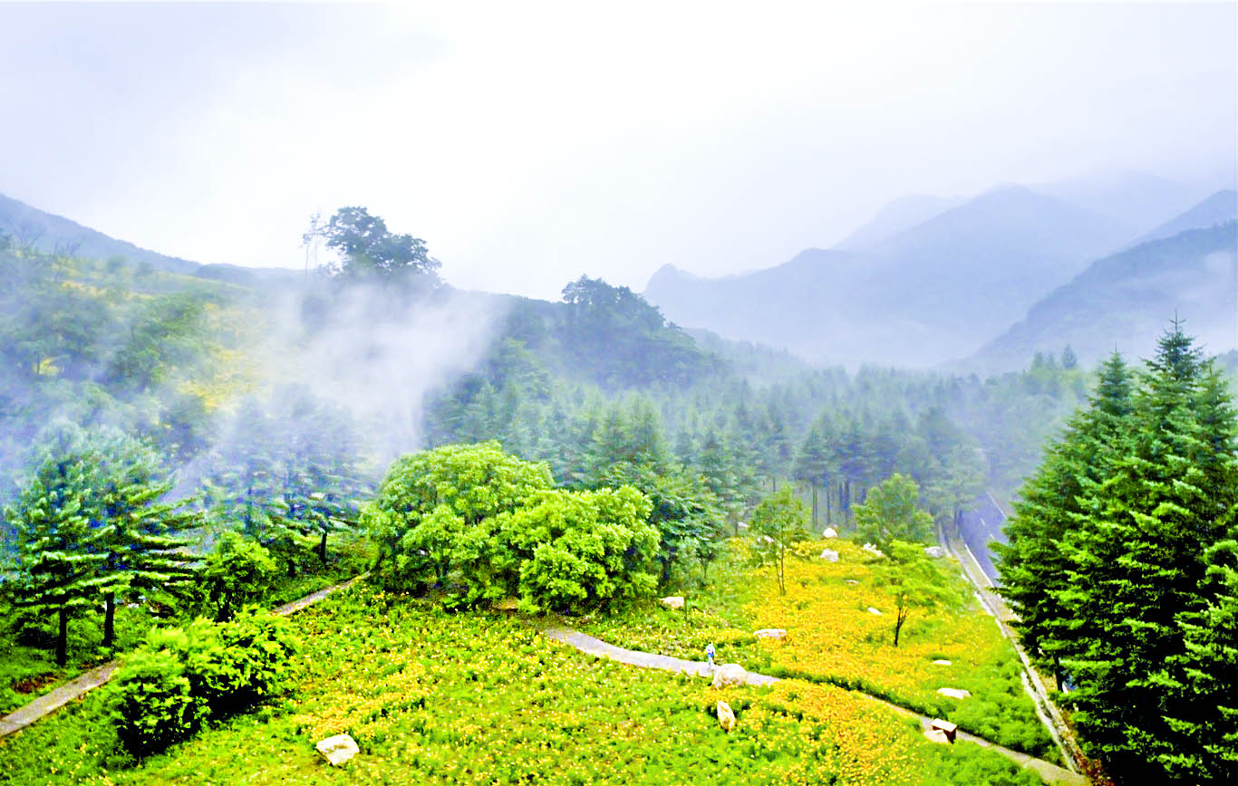 黄金菊属于什么菊花,湖北黄金菊有哪些