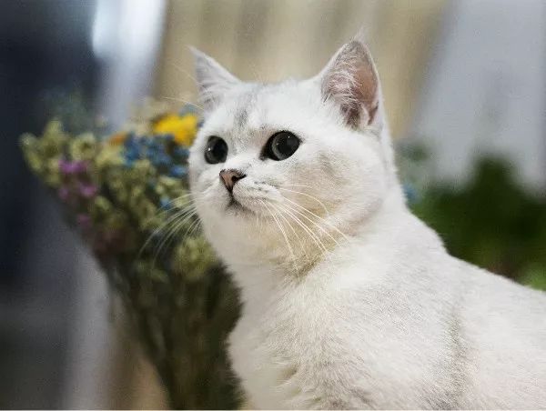 养猫得真菌头癣辟谣,养猫辟谣