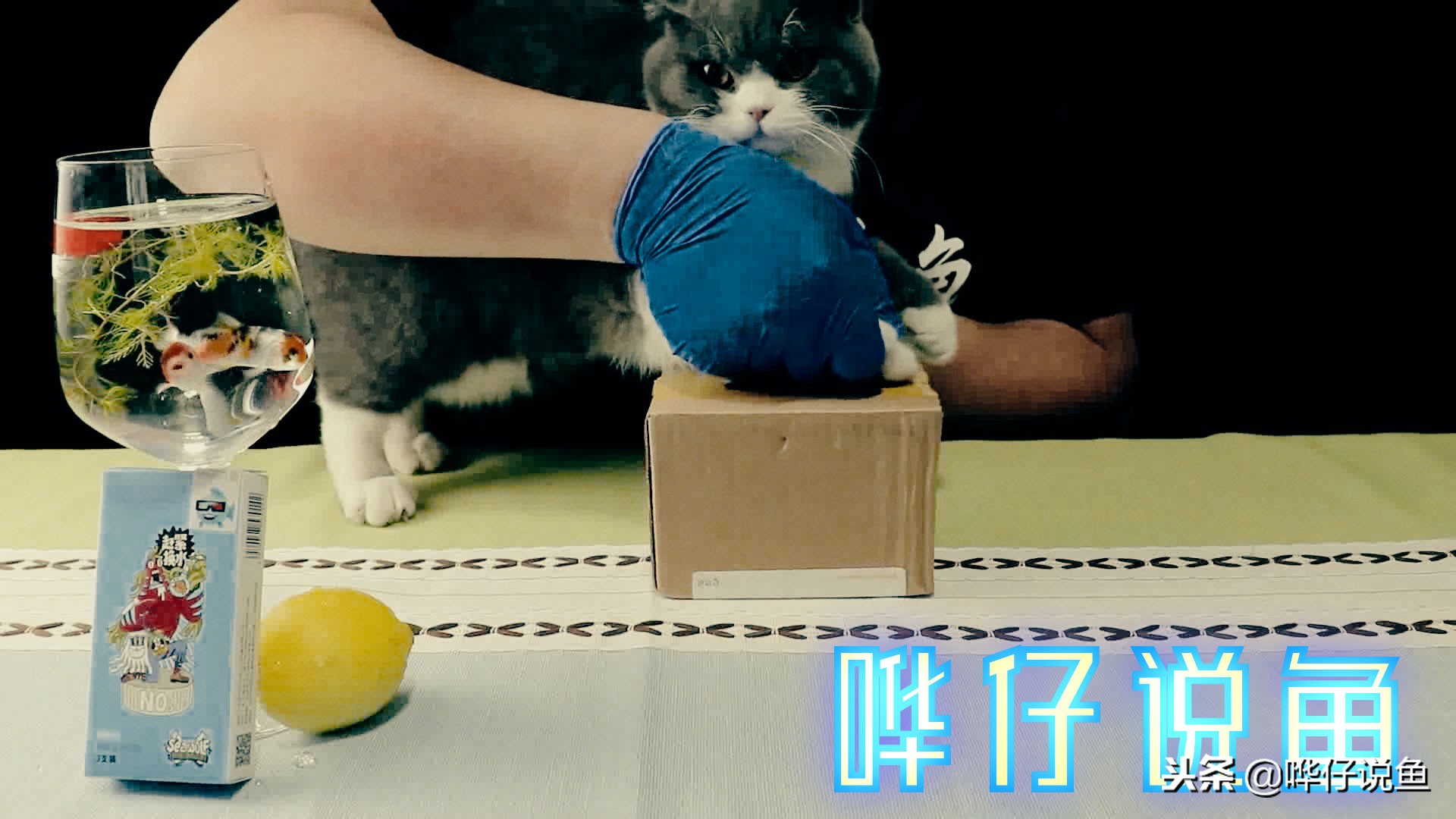 新手养观赏鱼有什么需要注意的,怎么养观赏鱼需要注意什么事项呢