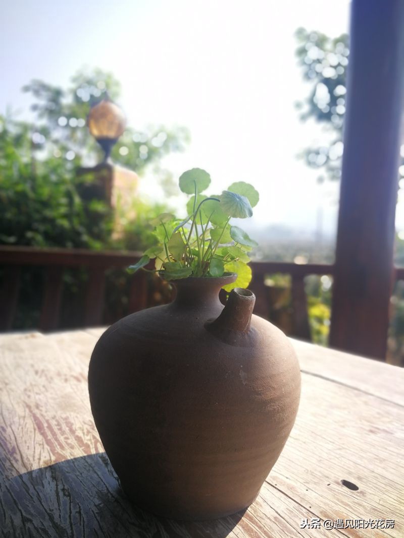 小茶壶水培铜钱草,戴着“小铜钱帽”太有艺术感了!